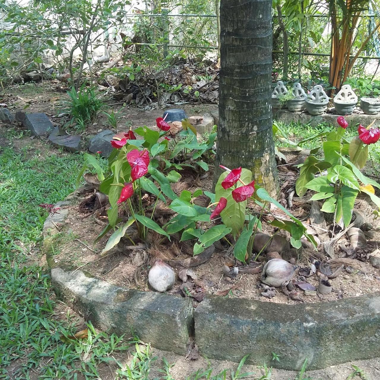 Omee Guest Bed & Breakfast Mirissa Luaran gambar